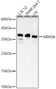 A23526_1.jpg