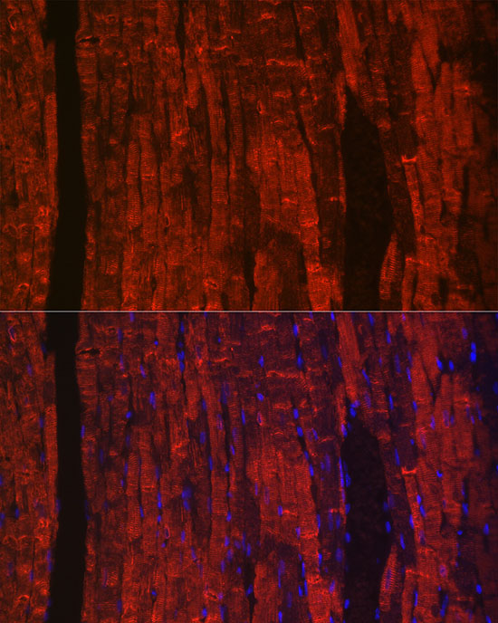 A23750_3.jpg