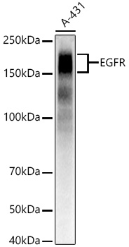 A23764_1.jpg
