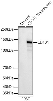 A23779_1.jpg