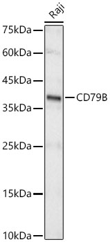 A23790_1.jpg