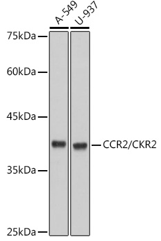 A2385_1.jpg