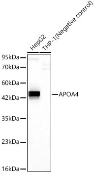 A23893_1.jpg