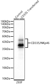 A23950_1.jpg