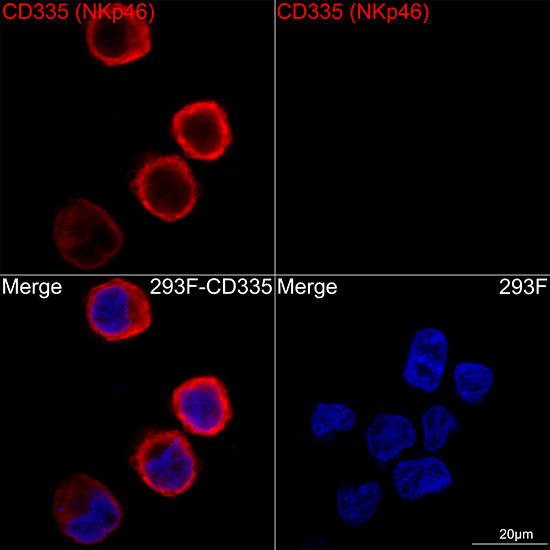A23950_2.jpg