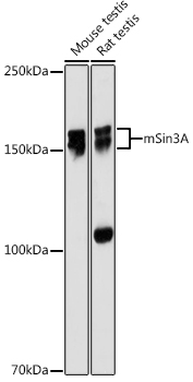 A2396_1.jpg