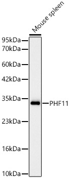 A23994_1.jpg