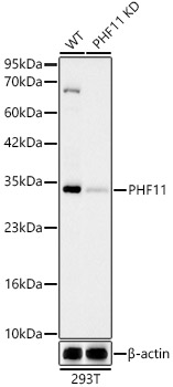 A23994_2.jpg