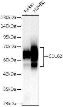 A24017_1.jpg