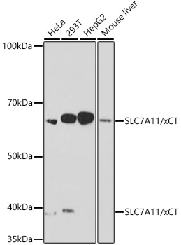 A2413_1.jpg
