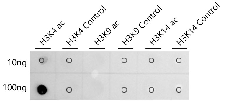 A24340_4.jpg