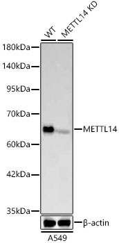 A24396_2.jpg