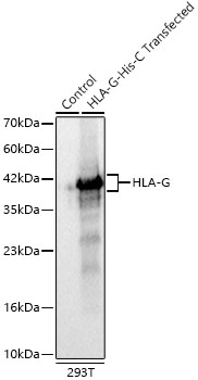 A24425_1.jpg