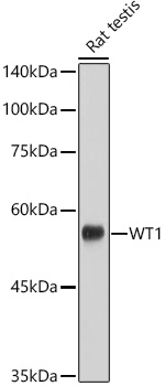 A2446_2.jpg