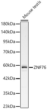 A24491_1.jpg