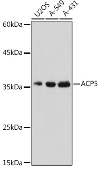 A2528_1.jpg