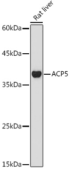 A2528_2.jpg