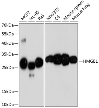 A2553_HMGB1_WB.jpg
