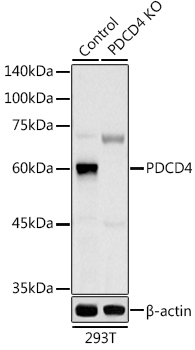 A2570_2.jpg
