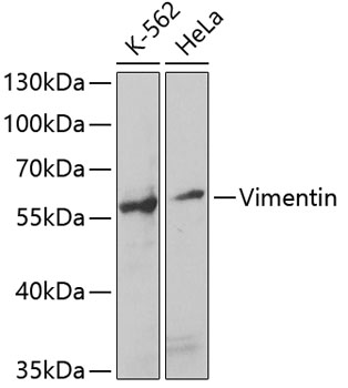 A2584_1.jpg