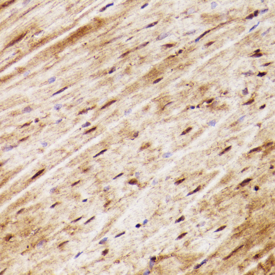 A2703_2.jpg