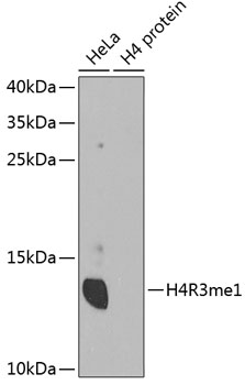 A3158_1.jpg