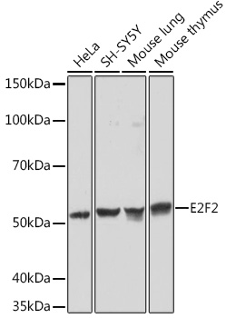 A3297_1.jpg