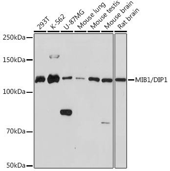 A3371_1.jpg