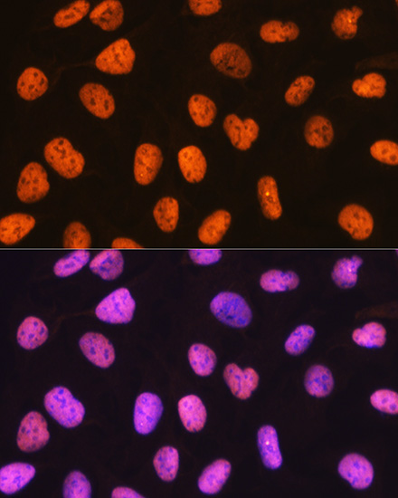A3487_4.jpg