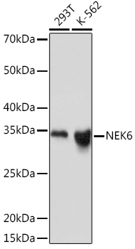 A3536_1.jpg