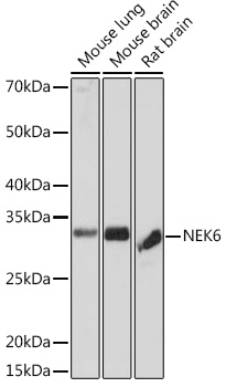 A3536_2.jpg