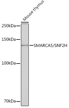 A3539_2.jpg