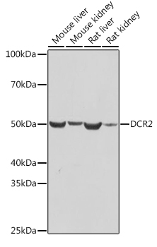 A3581_1.jpg