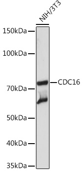 A3583_1.jpg