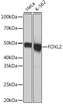 A3597_1.jpg