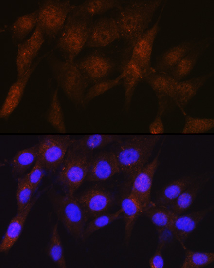 A3663_2.jpg