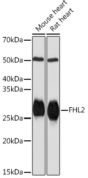 A3670_1.jpg