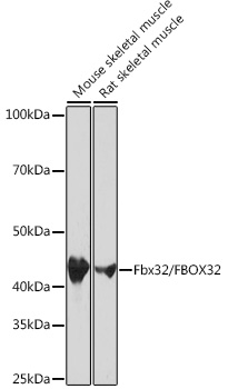 A3699_1.jpg