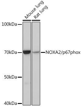 A3703_1.jpg