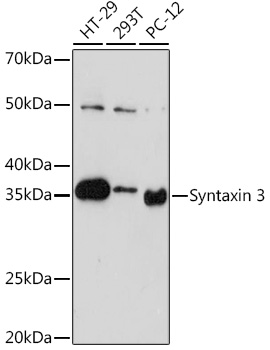 A3712_1.jpg