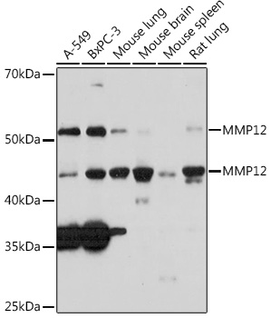 A3713_1.jpg