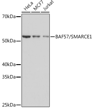 A3814_1.jpg