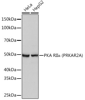 A3889_1.jpg