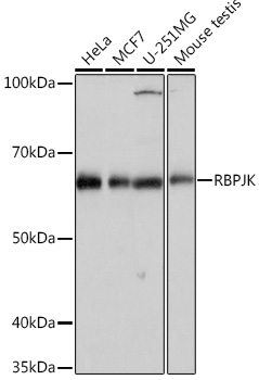 A4081_1.jpg