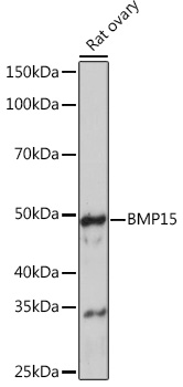 A4148_2.jpg