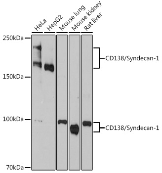 A4174_1.jpg