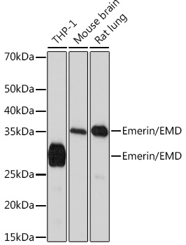 A4187_1.jpg