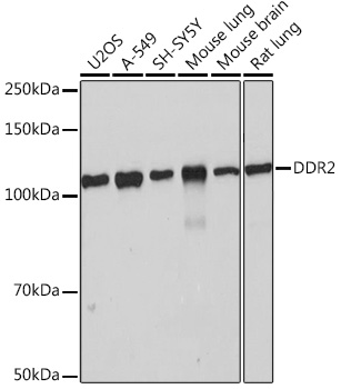 A4296_1.jpg