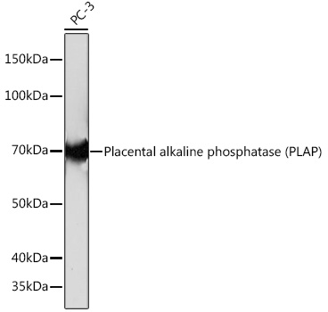 A4304_1.jpg
