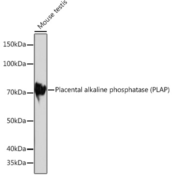 A4304_2.jpg